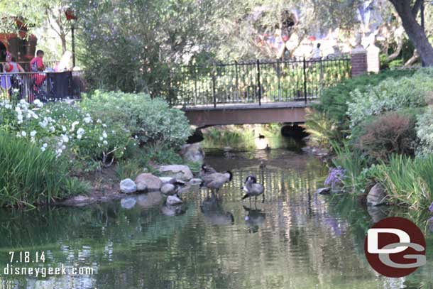 Several geese out in the waterway.