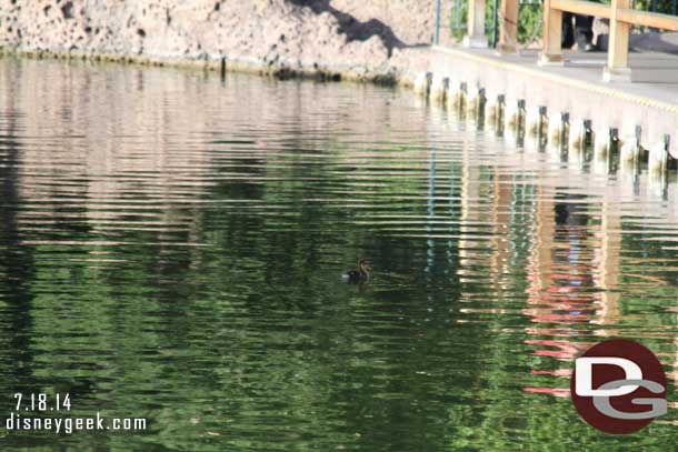 A duckling got separated from its family.. it ended up in the canal.