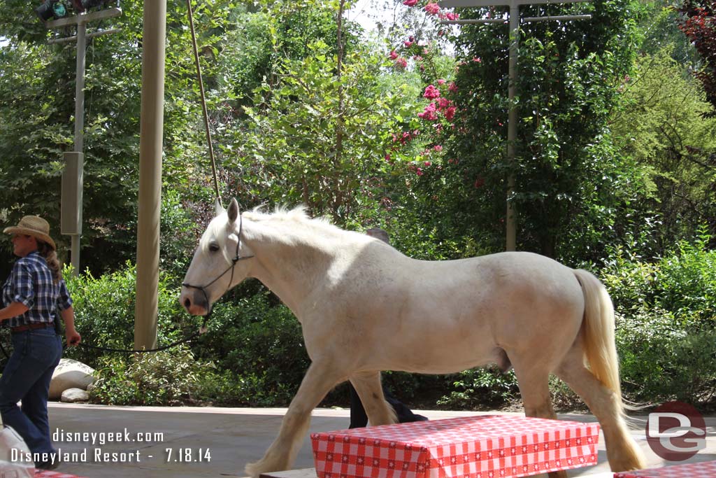 A horse passing by.  Heading in for the evening from the ranch.