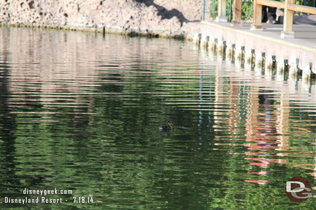 A duckling got separated from its family.. it ended up in the canal.