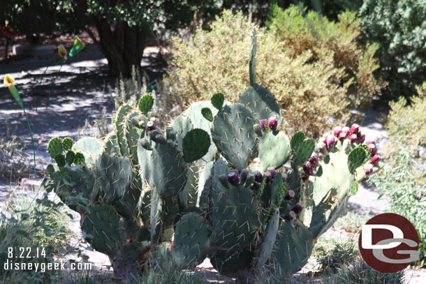 Cactus as I walked along Cross Street