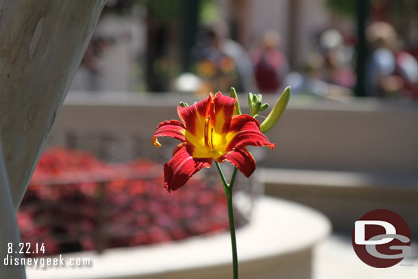 Random flower shot.. took it because it is USC colors.. FIGHTON!