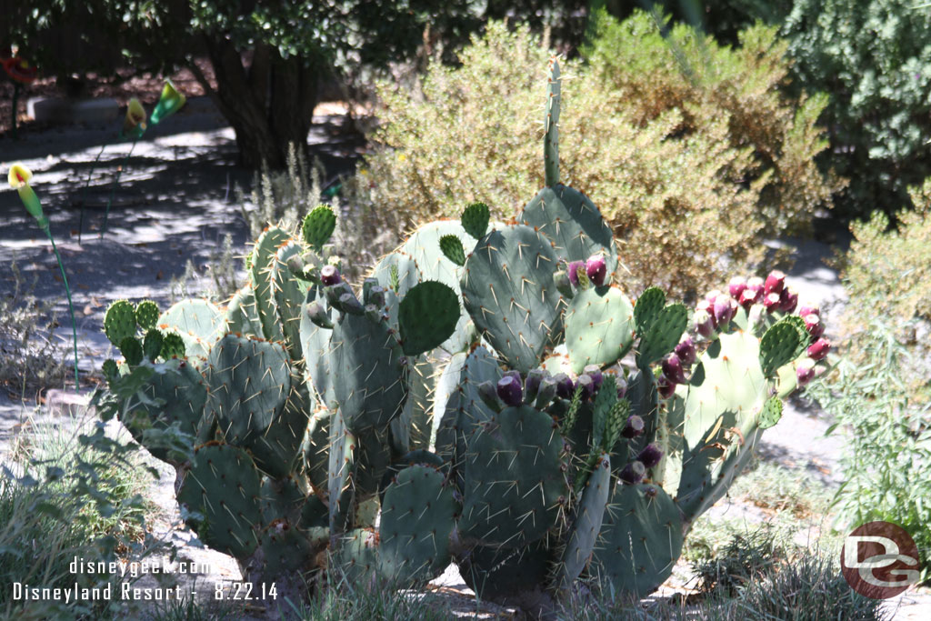 Cactus as I walked along Cross Street