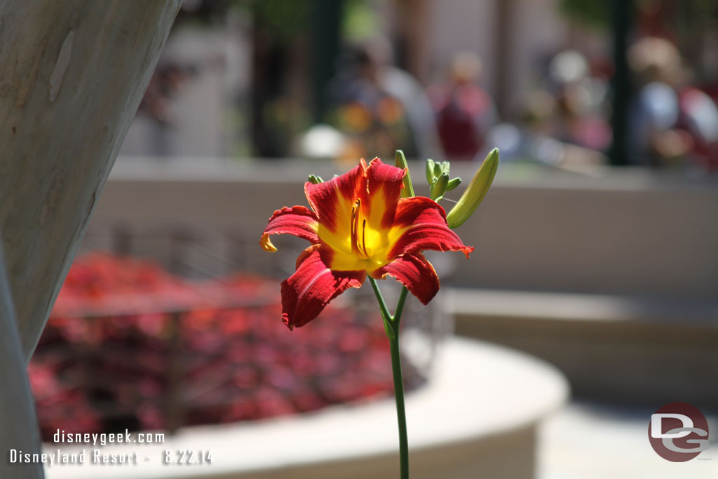 Random flower shot.. took it because it is USC colors.. FIGHTON!