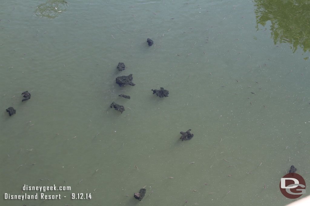 The moat water looked pretty murky.  Hard to see the fish and there was algae floating in it.