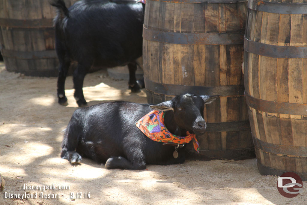 The goats are ready too.  It was in the mid 90s so not a lot of movement this afternoon.