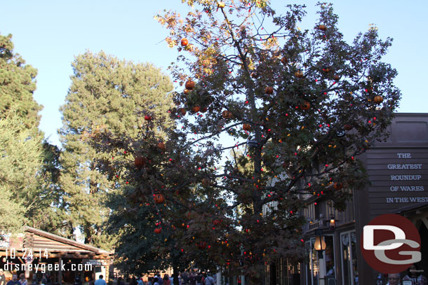 The Halloween Tree lights were on as the sun was setting.