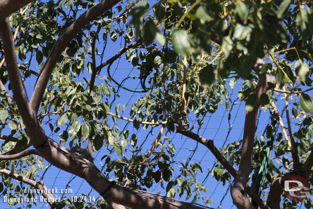 Lights are in the trees around the hub now.