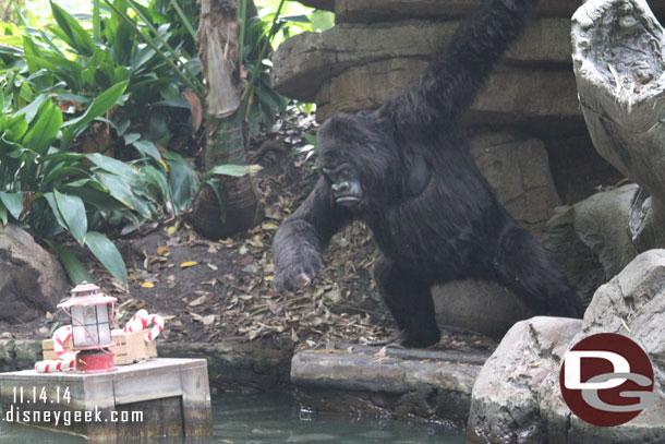 This gorilla is trying to reach the candy canes 