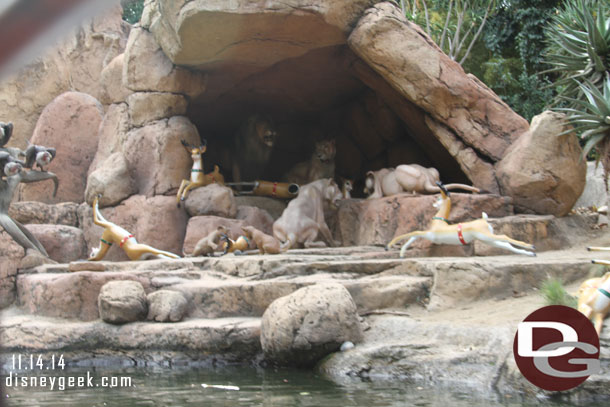 The lions enjoying the reindeer.