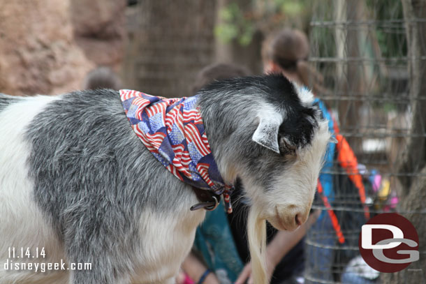 The goats were still celebrating Veterans Day.