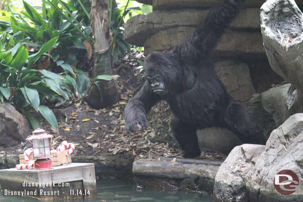 This gorilla is trying to reach the candy canes 