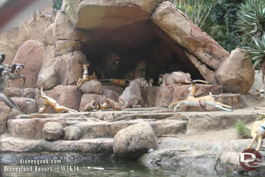 The lions enjoying the reindeer.