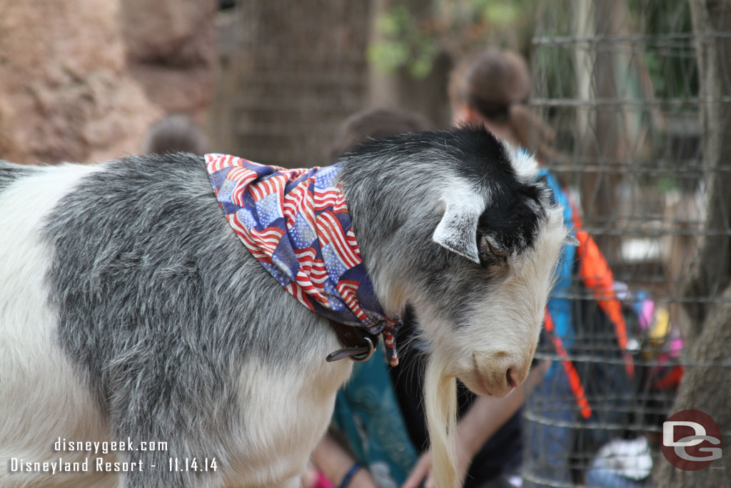 The goats were still celebrating Veterans Day.