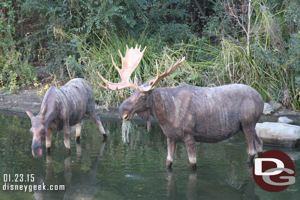 The moose need a bath.