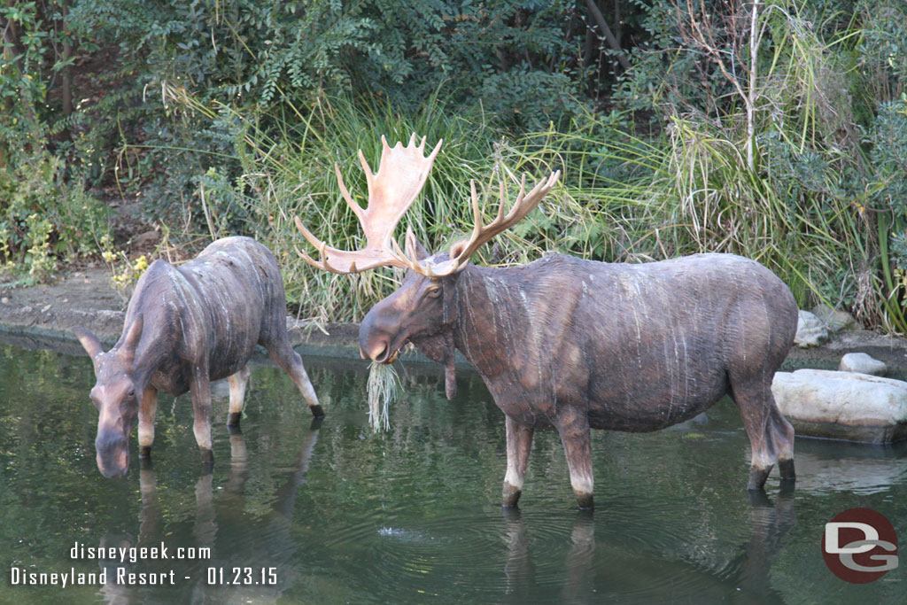 The moose need a bath.