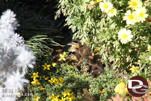 Oops..  did not realize I should really pay attention to what the auto focus chooses..  a family of ducklings in the plants near the Frontierland entrance.