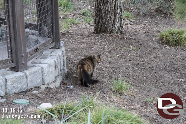 A cat checking out the GRR work.