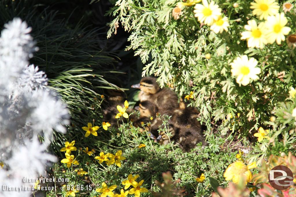 Oops..  did not realize I should really pay attention to what the auto focus chooses..  a family of ducklings in the plants near the Frontierland entrance.