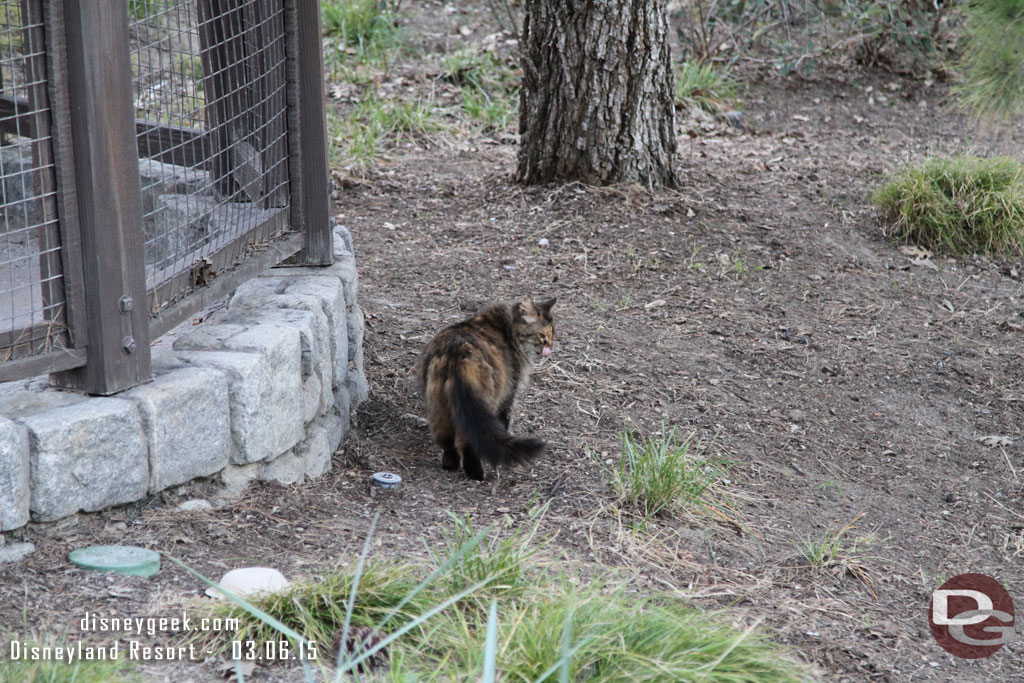 A cat checking out the GRR work.