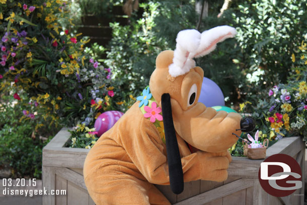 Pluto was dressed as a rabbit for the roundup