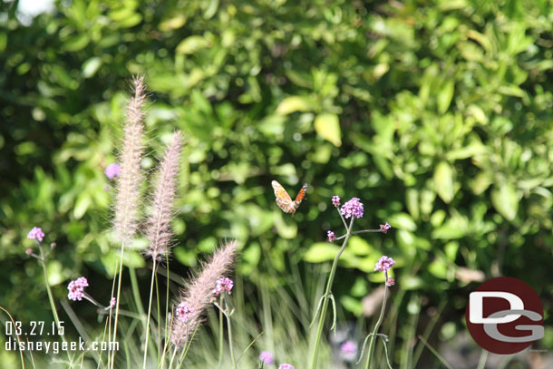 Spotted a butterfly in the garden area.