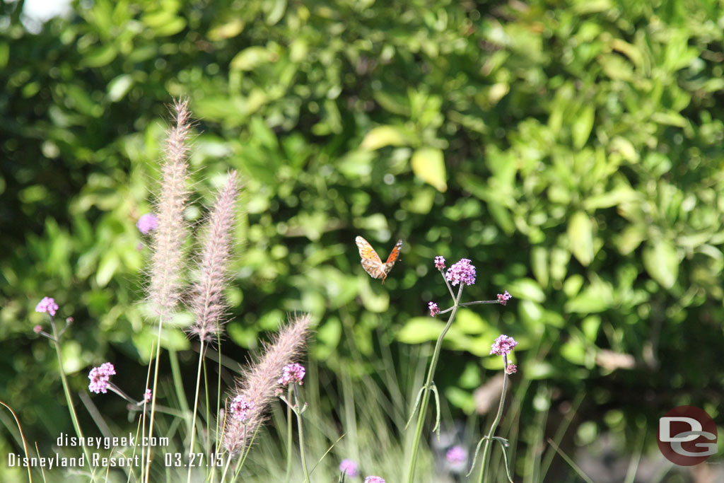 Spotted a butterfly in the garden area.