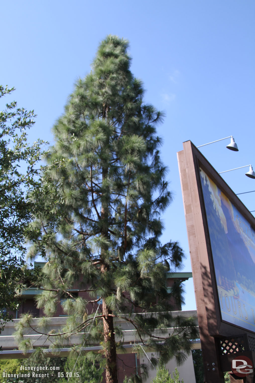 A new large tree behind the billboard.