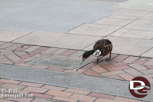 The duck entertained us while we waited.  Here it is checking out the time castle.