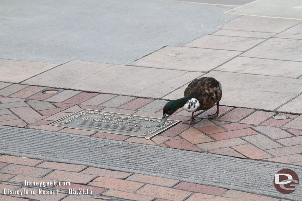 The duck entertained us while we waited.  Here it is checking out the time castle.