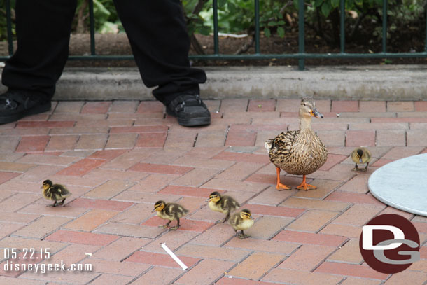 A mother and ducklings on the move..