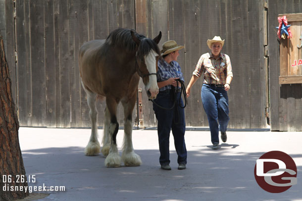 Stopped by the Big Thunder Ranch as a Clydesdale was being brought out.