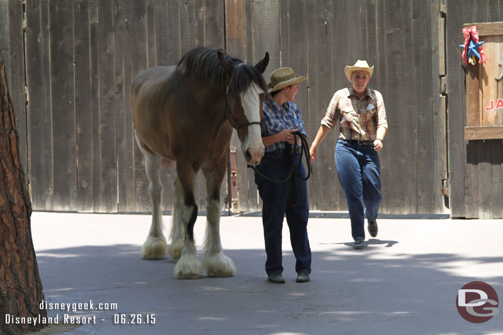 Stopped by the Big Thunder Ranch as a Clydesdale was being brought out.