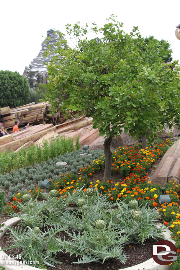 Tomorrowland vegetation