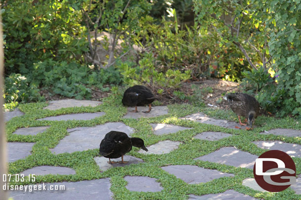 Waiting for the 6:15pm College Band set.. some ducks hanging out nearby.