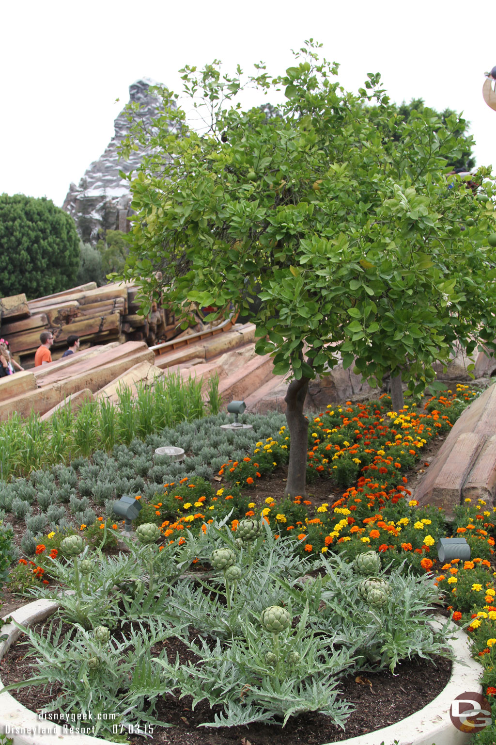 Tomorrowland vegetation