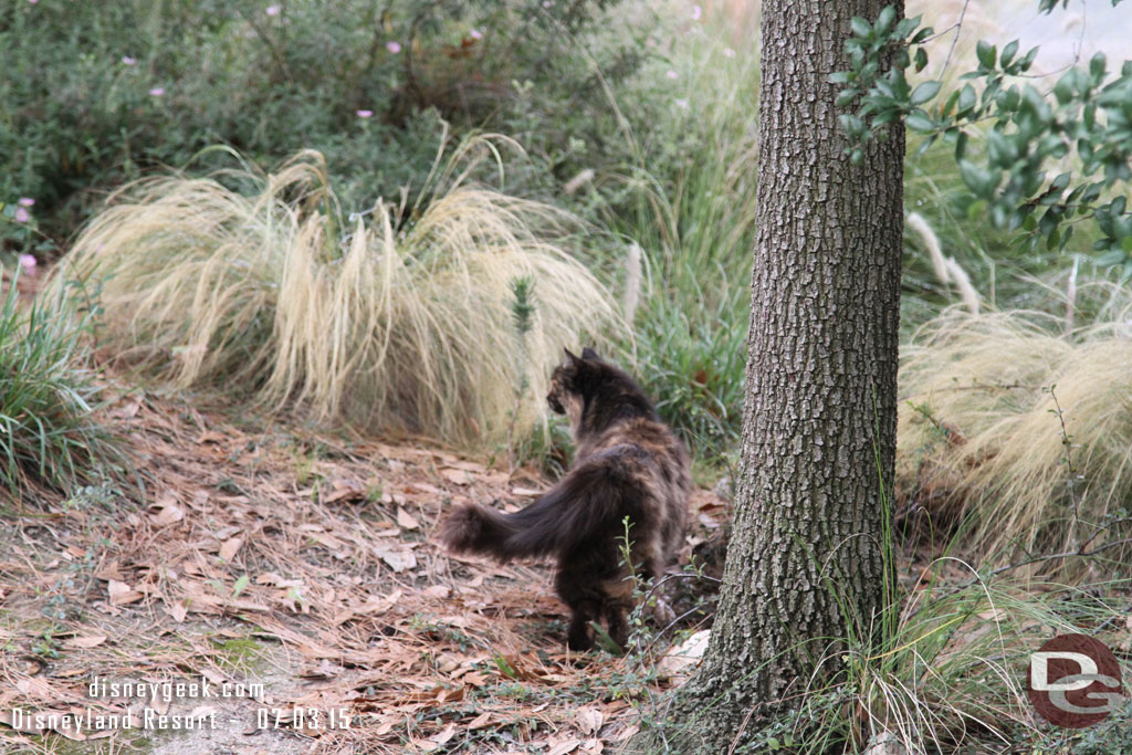 A Disneyland cat hanging out near Grizzly River Run