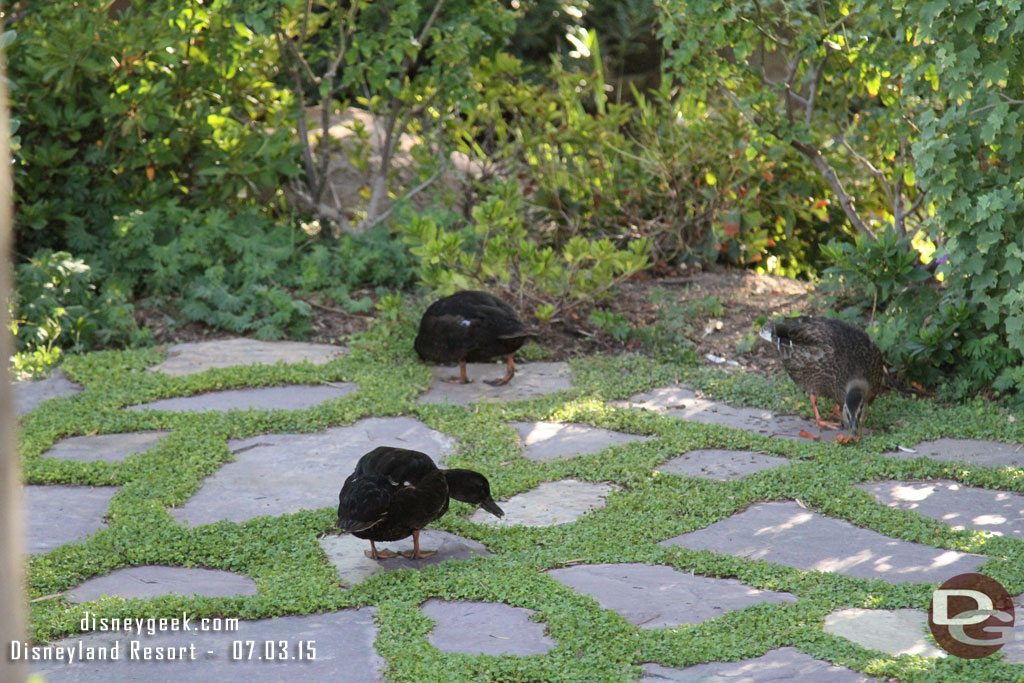 Waiting for the 6:15pm College Band set.. some ducks hanging out nearby.