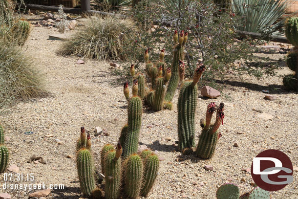 My bad luck with cactus blooms continues in Cars Land.  Nothing open today.