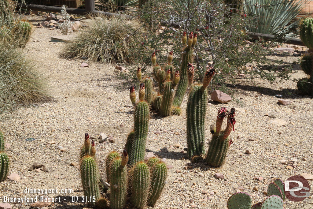 My bad luck with cactus blooms continues in Cars Land.  Nothing open today.