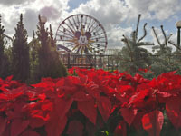 Disneyland Resort December 4, 2015