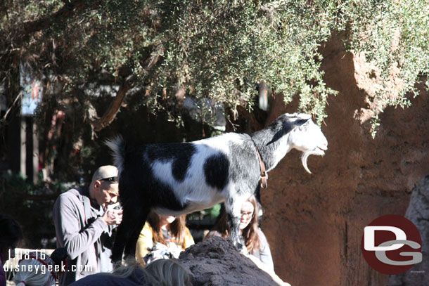 A goat enjoying his last days on the rocks before moving out to a farm.