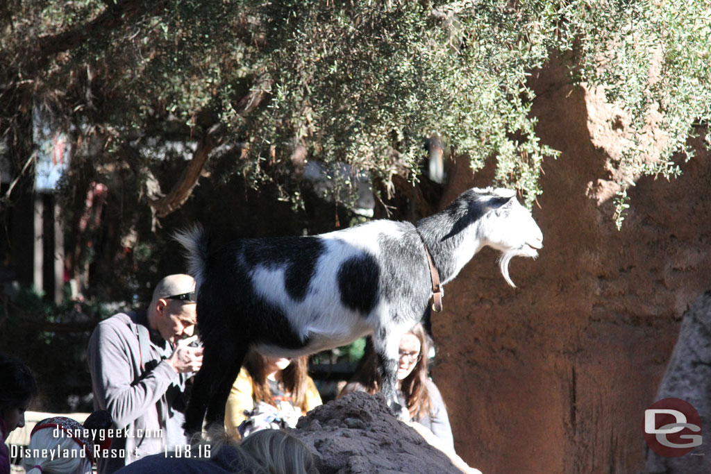 A goat enjoying his last days on the rocks before moving out to a farm.