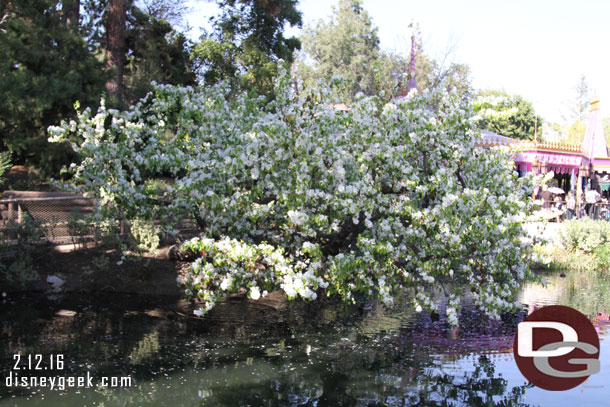 Several of the trees have bloomed thanks to the warm weather lately they think it is Spring (it felt like Summer on Friday with temps well into the 80s)