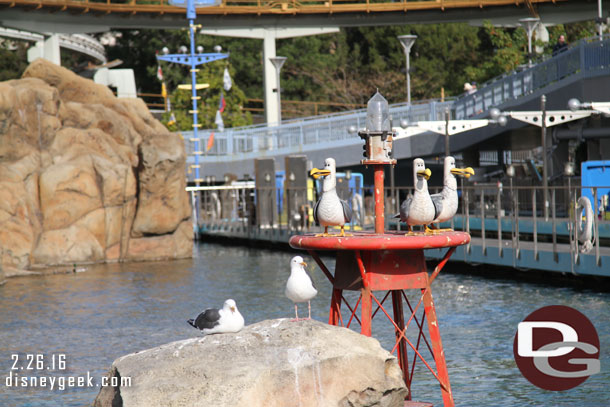 A couple of real sea gulls with the Disney ones..  they did not join in the mine mine mine courses.