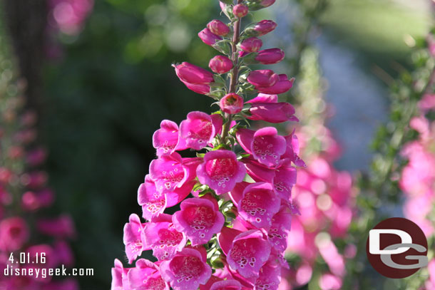 Flowers on Main Street USA