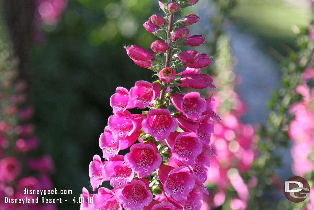 Flowers on Main Street USA