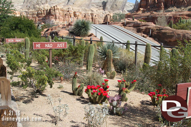 In Cars Land cactus is blooming.