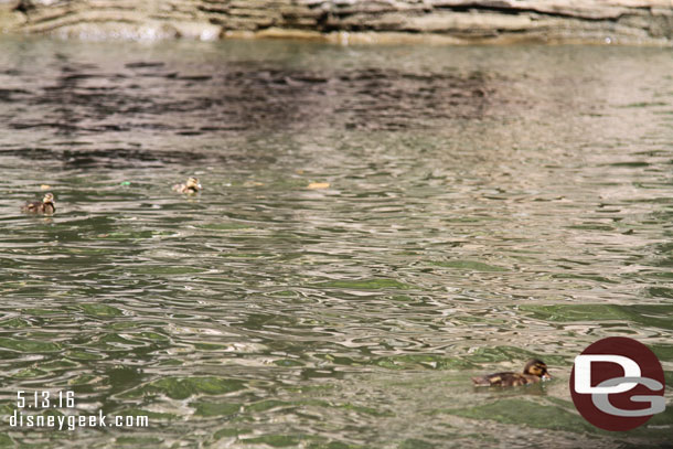 It is duckling season around the park.  Here is a family in the river.