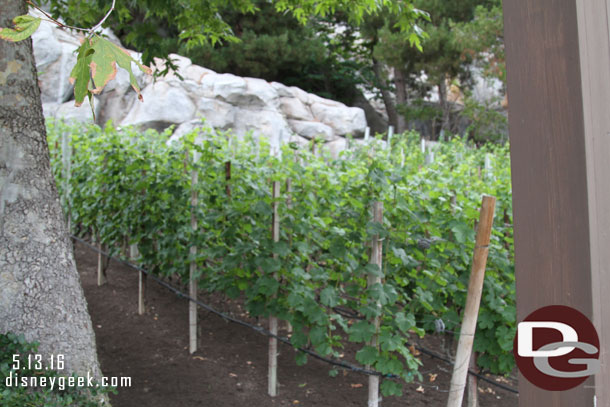 Walking past the vineyard.